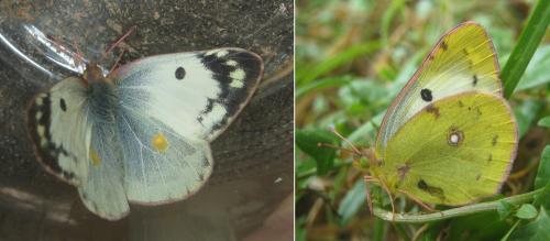 Réf. 308 505 : Colias hyale